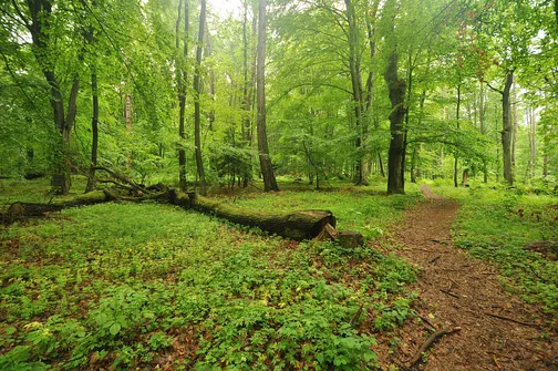 Chełmowa Góra - wzniesienie Pasma Pokrzywiańskiego w Górach Świętokrzyskich