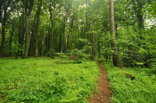 Chełmowa Góra - wzniesienie Pasma Pokrzywiańskiego w Górach Świętokrzyskich