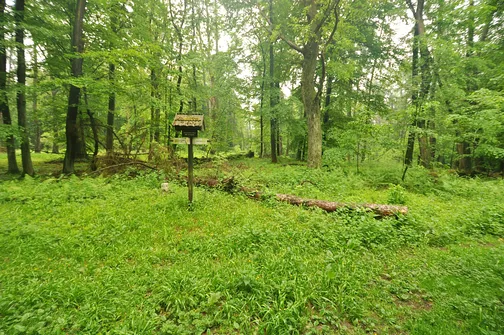 Chełmowa Góra - wzniesienie Pasma Pokrzywiańskiego w Górach Świętokrzyskich