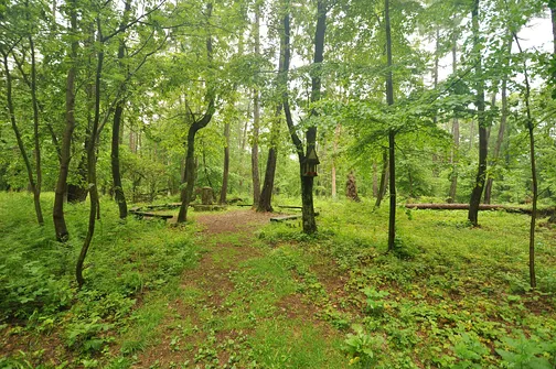 Chełmowa Góra - wzniesienie Pasma Pokrzywiańskiego w Górach Świętokrzyskich