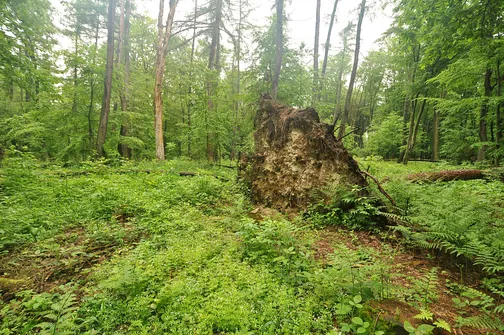 Chełmowa Góra - wzniesienie Pasma Pokrzywiańskiego w Górach Świętokrzyskich