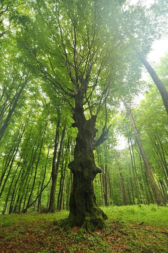 Chełmowa Góra - wzniesienie Pasma Pokrzywiańskiego w Górach Świętokrzyskich