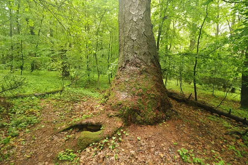 Chełmowa Góra - wzniesienie Pasma Pokrzywiańskiego w Górach Świętokrzyskich