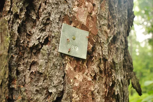 Chełmowa Góra - wzniesienie Pasma Pokrzywiańskiego w Górach Świętokrzyskich