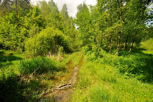 Drogosiowa - najwyższy szczyt Pasma Bielińskiego