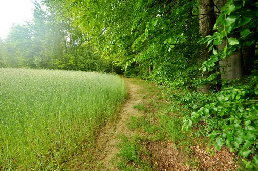 Drogosiowa - najwyższy szczyt Pasma Bielińskiego