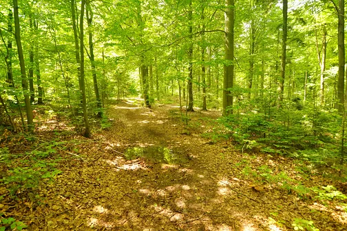 Drogosiowa - najwyższy szczyt Pasma Bielińskiego