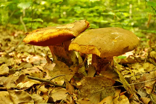 Drogosiowa - najwyższy szczyt Pasma Bielińskiego