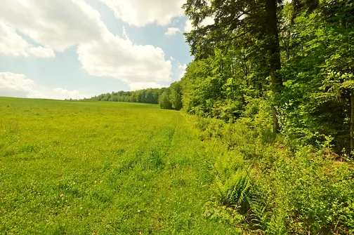 Drogosiowa - najwyższy szczyt Pasma Bielińskiego