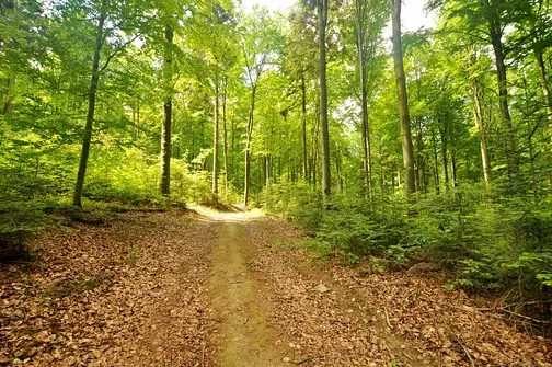 Drogosiowa - najwyższy szczyt Pasma Bielińskiego