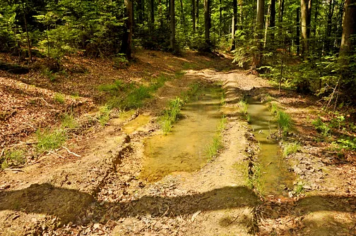 Drogosiowa - najwyższy szczyt Pasma Bielińskiego