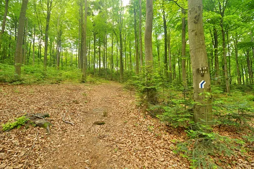 Drogosiowa - najwyższy szczyt Pasma Bielińskiego