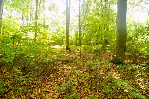 Drogosiowa - najwyższy szczyt Pasma Bielińskiego