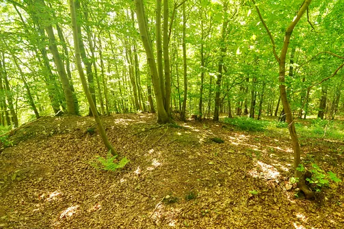 Drogosiowa - najwyższy szczyt Pasma Bielińskiego