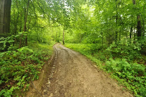 Szczytniak - drugi po Łysicy najwyższy szczyt Korony Gór Świętokrzyskich