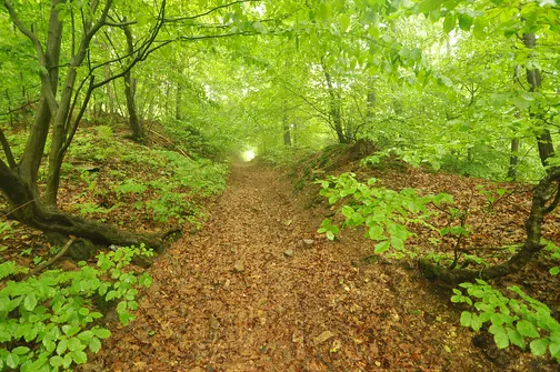 Szczytniak - drugi po Łysicy najwyższy szczyt Korony Gór Świętokrzyskich