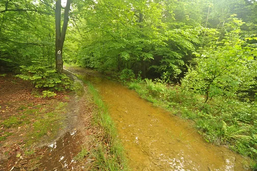 Szczytniak - drugi po Łysicy najwyższy szczyt Korony Gór Świętokrzyskich