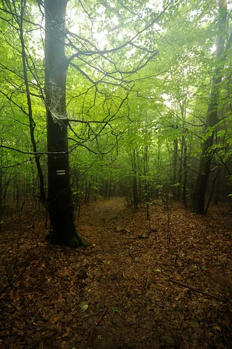 Szczytniak - drugi po Łysicy najwyższy szczyt Korony Gór Świętokrzyskich