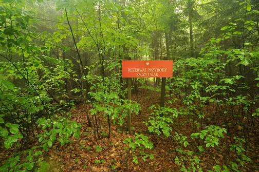 Szczytniak - drugi po Łysicy najwyższy szczyt Korony Gór Świętokrzyskich