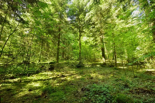 Dobrzeszowska - szczyt Pasma Dobrzeszowskiego w Górach Świętokrzyskich