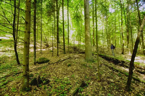 Dobrzeszowska - szczyt Pasma Dobrzeszowskiego w Górach Świętokrzyskich