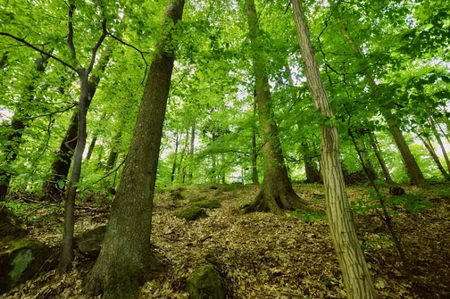 Dobrzeszowska - szczyt Pasma Dobrzeszowskiego w Górach Świętokrzyskich