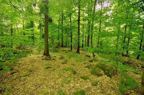 Dobrzeszowska - szczyt Pasma Dobrzeszowskiego w Górach Świętokrzyskich