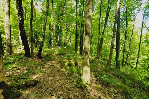 Dobrzeszowska - szczyt Pasma Dobrzeszowskiego w Górach Świętokrzyskich