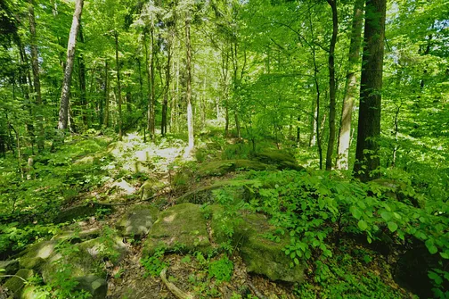 Dobrzeszowska - szczyt Pasma Dobrzeszowskiego w Górach Świętokrzyskich