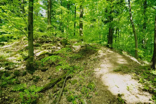 Dobrzeszowska - szczyt Pasma Dobrzeszowskiego w Górach Świętokrzyskich