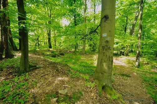 Dobrzeszowska - szczyt Pasma Dobrzeszowskiego w Górach Świętokrzyskich