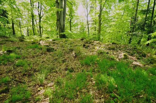 Dobrzeszowska - szczyt Pasma Dobrzeszowskiego w Górach Świętokrzyskich