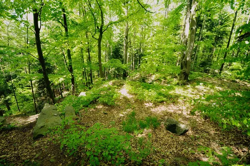 Dobrzeszowska - szczyt Pasma Dobrzeszowskiego w Górach Świętokrzyskich