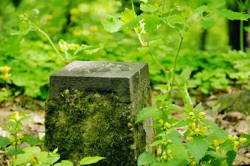 Dobrzeszowska - szczyt Pasma Dobrzeszowskiego w Górach Świętokrzyskich