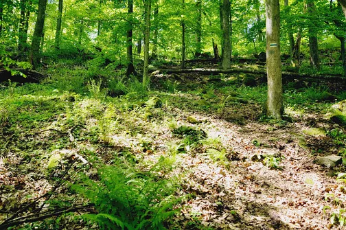 Dobrzeszowska - szczyt Pasma Dobrzeszowskiego w Górach Świętokrzyskich