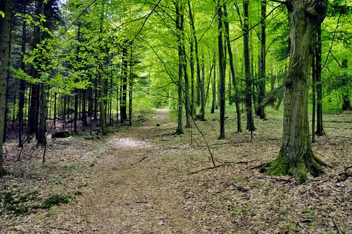 Dobrzeszowska - szczyt Pasma Dobrzeszowskiego w Górach Świętokrzyskich