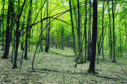 Dobrzeszowska - szczyt Pasma Dobrzeszowskiego w Górach Świętokrzyskich