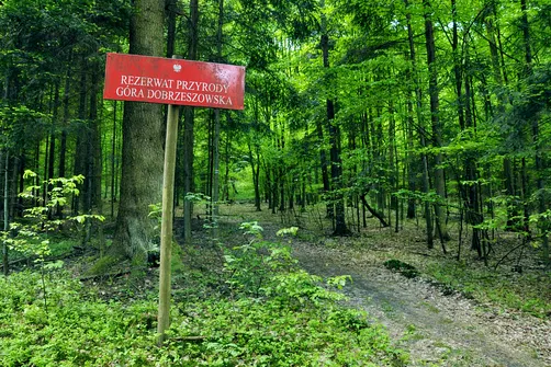 Dobrzeszowska - szczyt Pasma Dobrzeszowskiego w Górach Świętokrzyskich