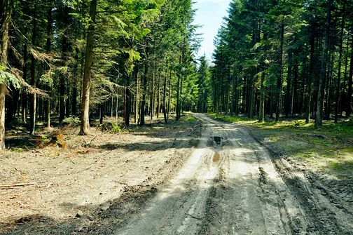 Dobrzeszowska - szczyt Pasma Dobrzeszowskiego w Górach Świętokrzyskich