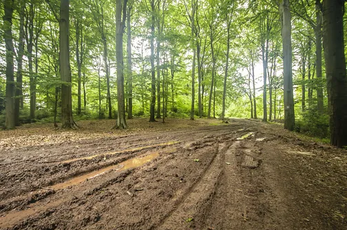 Siniewska - najwyższe wzniesienie Pasma Oblęgorskiego