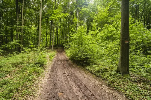 Siniewska - najwyższe wzniesienie Pasma Oblęgorskiego