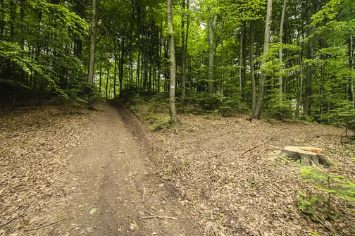 Siniewska - najwyższe wzniesienie Pasma Oblęgorskiego