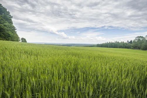 Siniewska - najwyższe wzniesienie Pasma Oblęgorskiego