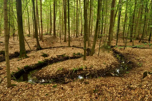 Sosnowica - najwyższe wzniesienie świętokrzyskich Wzgórz Tumlińskich