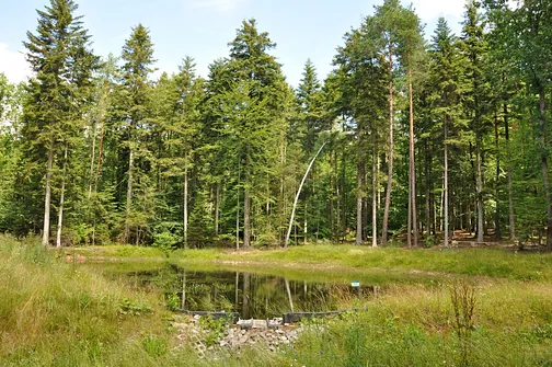 Mijamy niewielki leśny staw.