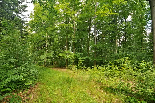 Osieczyńska Góra - najwyższa góra Wzgórz Suchedniowskich