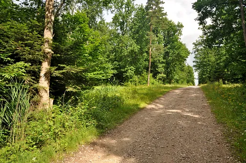 W tym miejscu, aby wejść na Osieczyńską Górę powinniśmy skręcić w lewo. 