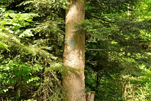 Trudno jest zauważyć zamalowane oznaczenie szlaku.