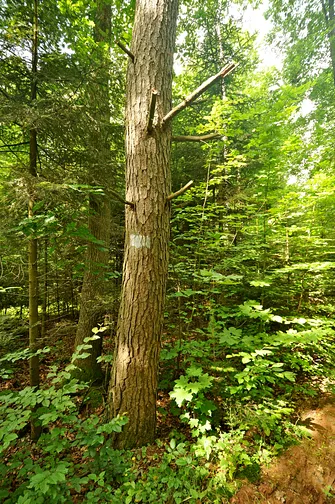 Następne zamalowane oznaczenie czerwonego szlaku na Osieczyńską.