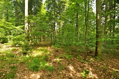 Kolejne metry idziemy bez wyraźnie widocznej ścieżki.